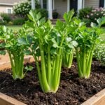 Fresh Pravi Celer growing in a home vegetable garden with green celery stalks and healthy leaves