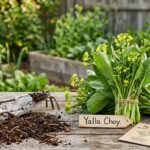 What Is Yalla Choy, How to Grow It & More
