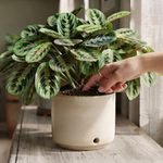 Prayer Plants: Easy Care Tips for Healthy Growth