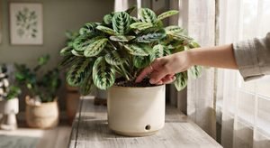 Prayer Plants: Easy Care Tips for Healthy Growth