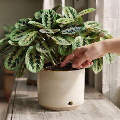Prayer Plants: Easy Care Tips for Healthy Growth