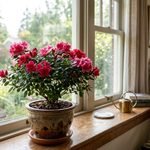 Azaleas Indoor Care: Keep Blooms Lasting