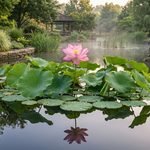 Lotus Flower Meaning: Symbolism & Garden Beauty