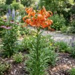 Tiger Lily: How to Grow and Care for This Bold Flower