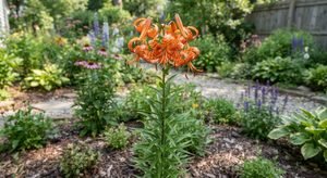 Tiger Lily: How to Grow and Care for This Bold Flower