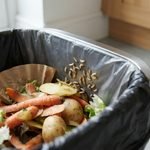 How to Get Rid of Maggots: A Practical Guide