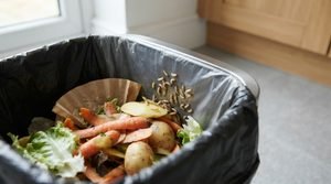 How to Get Rid of Maggots: A Practical Guide