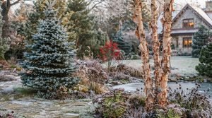 Winter Trees: Best Choices for Winter Landscapes