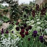 Gothic flower garden with near-black blooms and contrasting silver and white plants