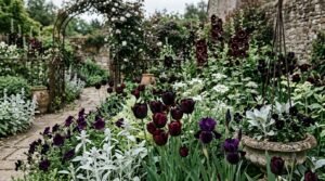 Gothic flower garden with near-black blooms and contrasting silver and white plants