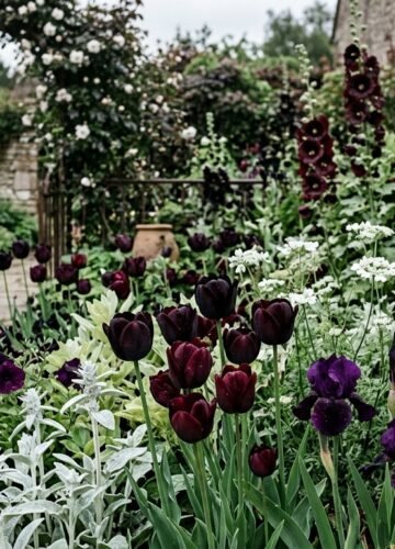 Gothic flower garden with near-black blooms and contrasting silver and white plants