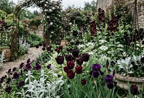 Gothic flower garden with near-black blooms and contrasting silver and white plants