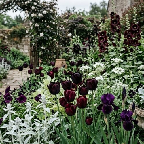 Gothic flower garden with near-black blooms and contrasting silver and white plants